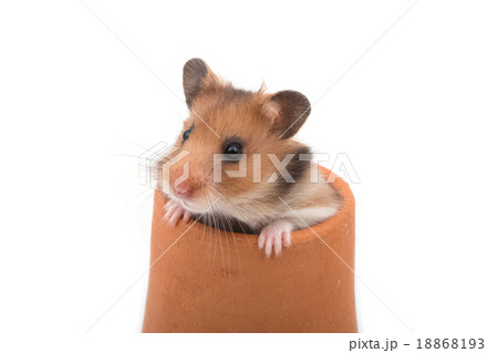 Hamster (Syrian Hamster) in clay pot  18868193