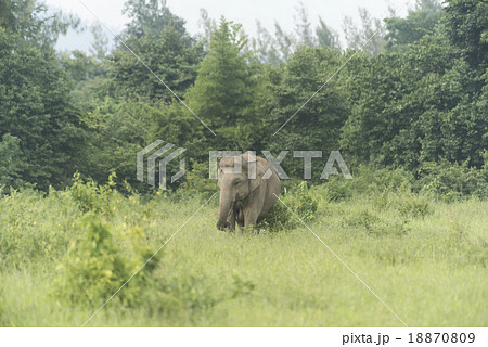 Thai elephant in nature Thai elephant in nature 18870809