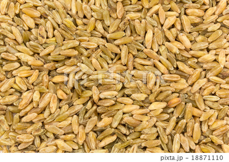 Freekeh:フリーカ(フリーケ) Freekeh:フリーカ(フリーケ) 18871110