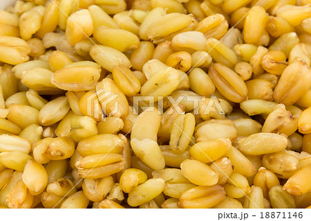 調理後のFreekeh：フリーカ（フリーケ） 18871146