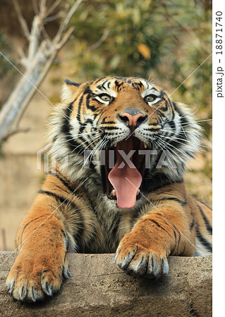 口を開けるスマトラトラ 18871740