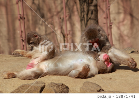 毛づくろいするニホンザル 18871741
