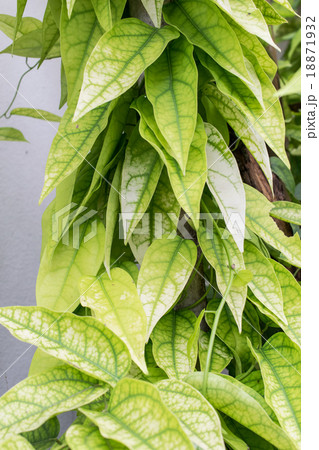 Yanang leaves ; Tiliacora Triandra 18871932