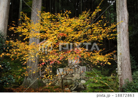 勝林院の紅葉 18872863