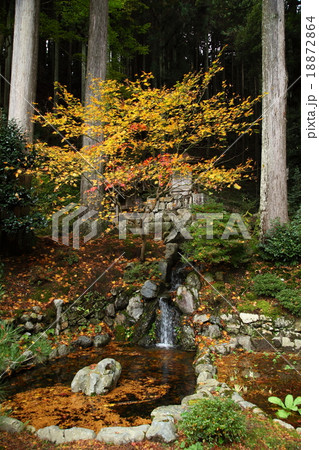勝林院の紅葉 18872864