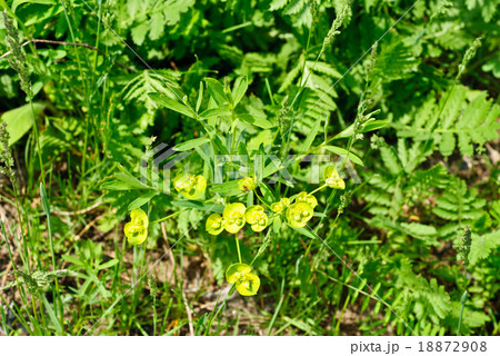 Euphorbia (.Euphorbia helioscopia L.) in a meadow 18872908