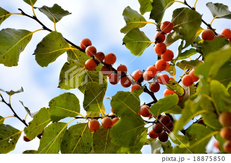 豆柿の小さな実が鈴なりに 豆柿の小さな実が鈴なりに 18875850