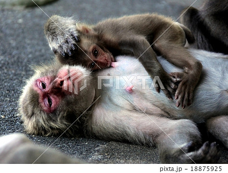 お猿さんの授乳の写真素材