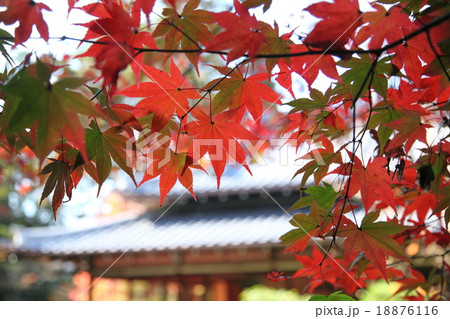 南禅寺天寿庵の紅葉 18876116