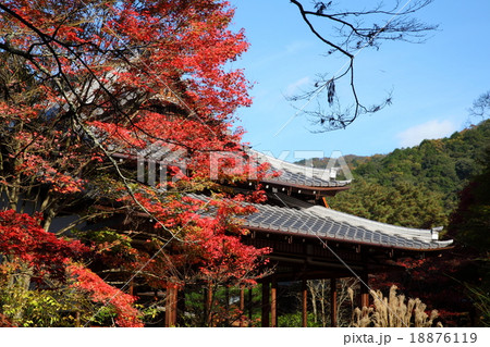 南禅寺天寿庵の紅葉 18876119
