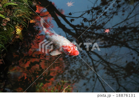 南禅寺天寿庵の池の鯉 南禅寺天寿庵の池の鯉 18876131