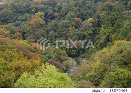 箱根 早川渓谷の紅葉の写真素材