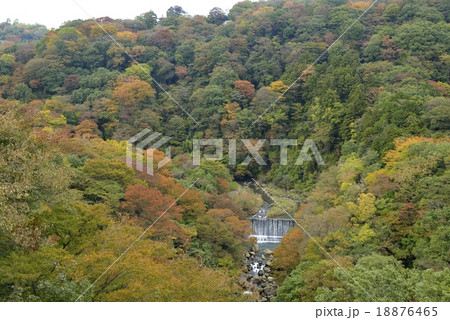 箱根 早川渓谷の紅葉の写真素材