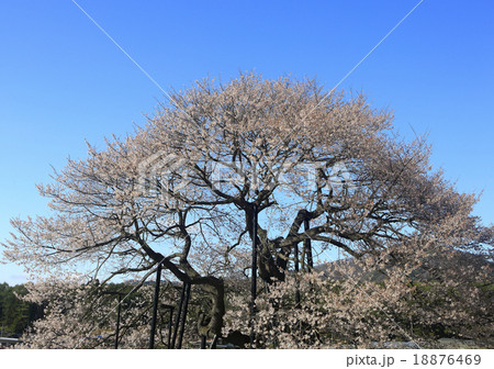 彼岸桜 彼岸桜 18876469