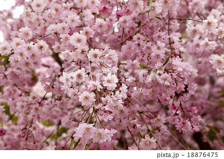 満開の枝垂れ桜 18876475