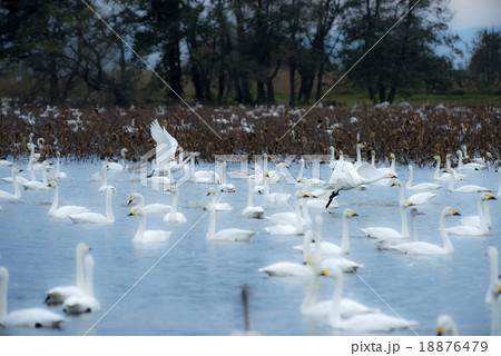 夜明けの白鳥たち 18876479