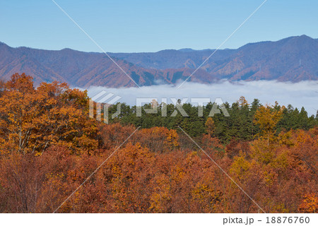 落葉樹の紅葉と雲海(国道289号線、道の駅しもごう付近、中望遠撮影) 落葉樹の紅葉と雲海(国道289号線、道の駅しもごう付近、中望遠撮影) 18876760