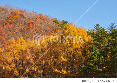 秋の風景、紅、青、黄、緑のコントラスト（国道２８９号線、甲子道路） 18876817
