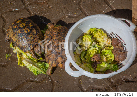 Turtles in Marrakesh Turtles in Marrakesh 18876913