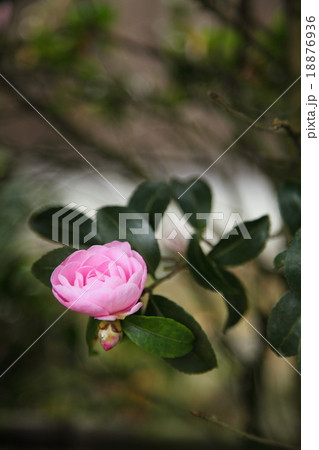 勝利院の山茶花 18876936