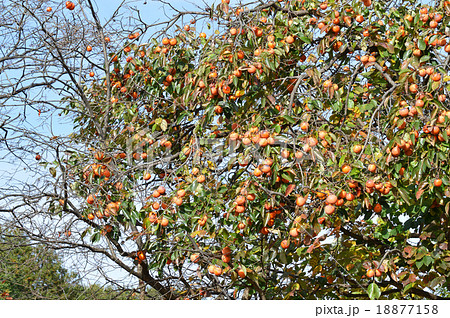 収穫されなかった残り柿 収穫されなかった残り柿 18877158
