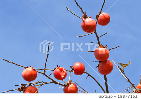 収穫されなかった残り柿 18877163