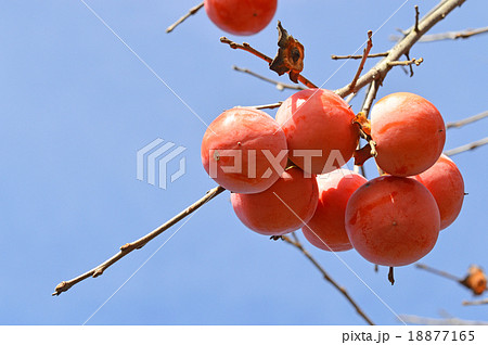 収穫されなかった残り柿 収穫されなかった残り柿 18877165