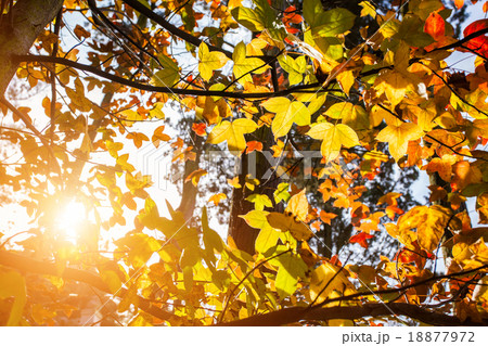 maple leaf on the tree and flare light 18877972