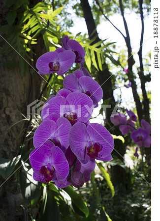 Pink streaked orchid flower 18878118