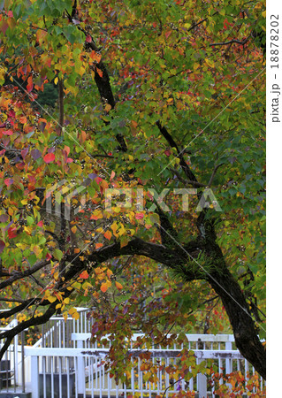 樹木　ナンキンハゼ　色づくナンキンハゼの葉 18878202