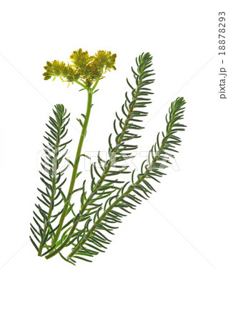 Reflexed stonecrop (Sedum reflexum) 18878293