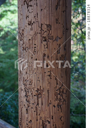 京都東山「東福寺」：通天台の柱の食害跡 18878314