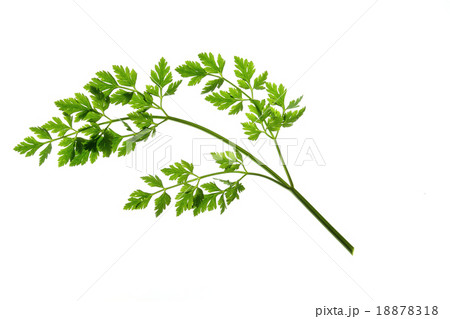 Parsley (Petroselinum, crispum) 18878318