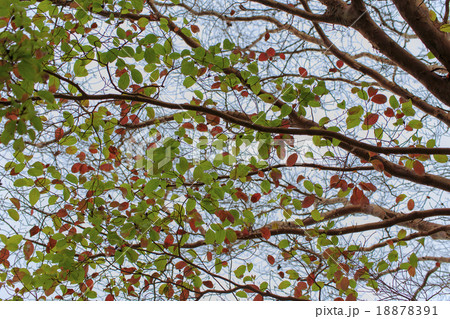 樹木　ヒメシャラ　色づくヒメシャラ 18878391