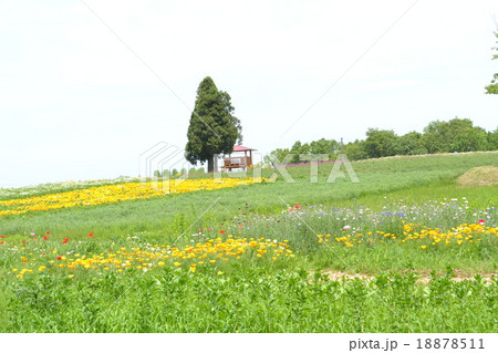 高原の木 高原の木 18878511