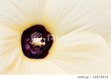 Close up of a bright yellow flower background 18878654