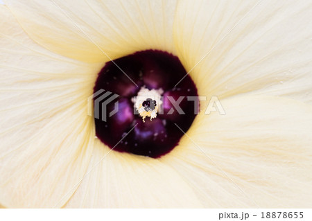 Close up of a bright yellow flower background 18878655