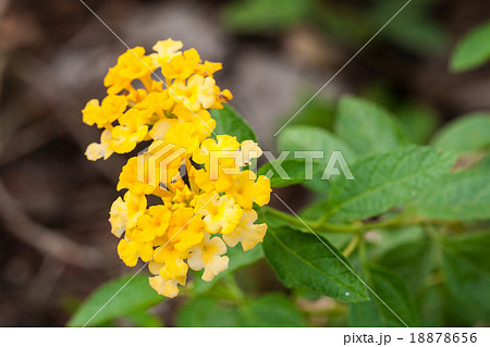 Yellow Lantana flowers 18878656