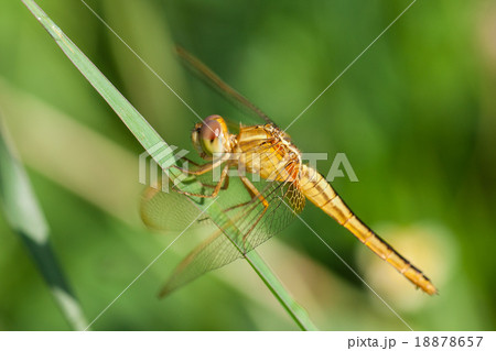 A skimmer dragonfly (Sympetrum sp.) A skimmer dragonfly (Sympetrum sp.) 18878657