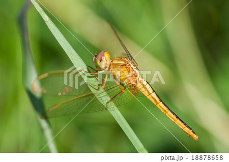A skimmer dragonfly (Sympetrum sp.) A skimmer dragonfly (Sympetrum sp.) 18878658