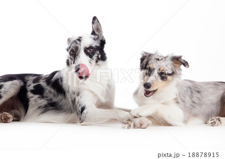 2 blue merle dogs on white 2 blue merle dogs on white 18878915