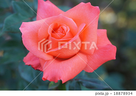 ピンクのバラ　ニューアベマリア 18878934