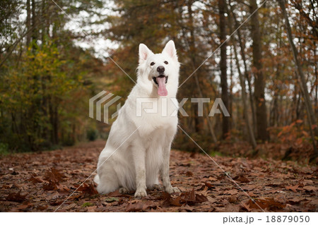 White sheppard in the forest is sitting White sheppard in the forest is sitting 18879050