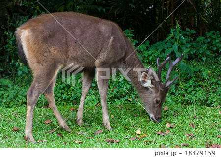 dear in wild dear in wild 18879159