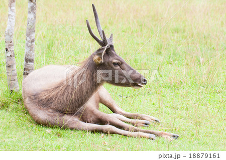 dear in wild dear in wild 18879161