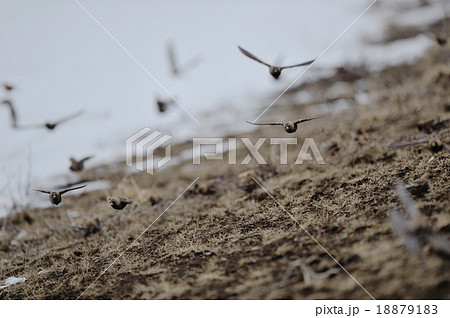 ハギマシコの飛翔 18879183