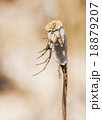 spider close-up 18879207