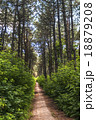 forest trail 18879208