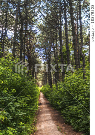 forest trail forest trail 18879208
