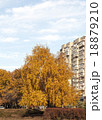 autumn tree 18879210
